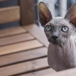 Sfinks mačka ( Sphynx ) – Poreklo, karakteristike, nega i cena