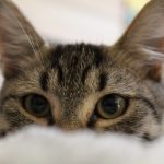 10 načina da naučite vašu macu da ne piški svuda po kući