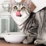 Šta mačke mogu jesti?