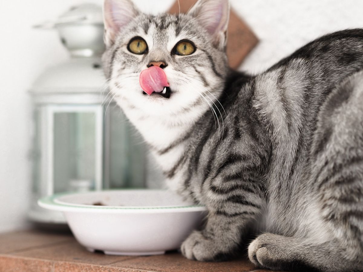 Šta mačke mogu jesti?