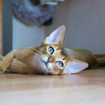 Abisinska mačka ( Abesinska mačka ) – Poreklo, karakteristike, nega i cena