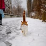 Mačke i ljudi: 8 osobina koje nas povezuju