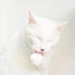 Kako da mački očistite uši – detaljan vodič