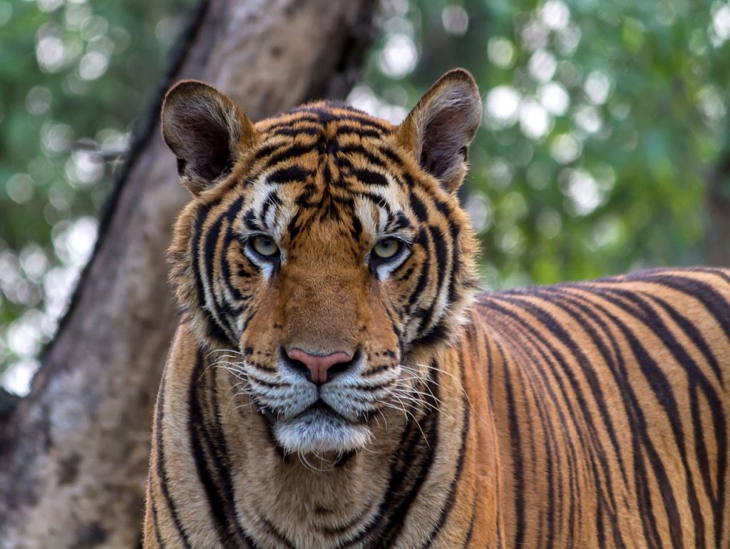 Tigar – Opšte karakteristike, ishrana i vrste - Moja mačka