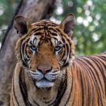 Tigar – Opšte karakteristike, ishrana i vrste