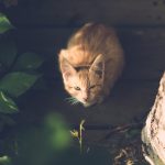 Česte bolesti mačaka – Simptomi, lečenje i preventivne mere