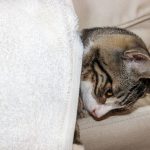Epilepsija kod mačaka: uzroci, simptomi i lečenje