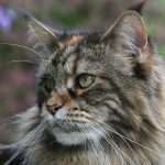 Mejn kun (Maine Coon) – Poreklo, karakteristike, nega i cena