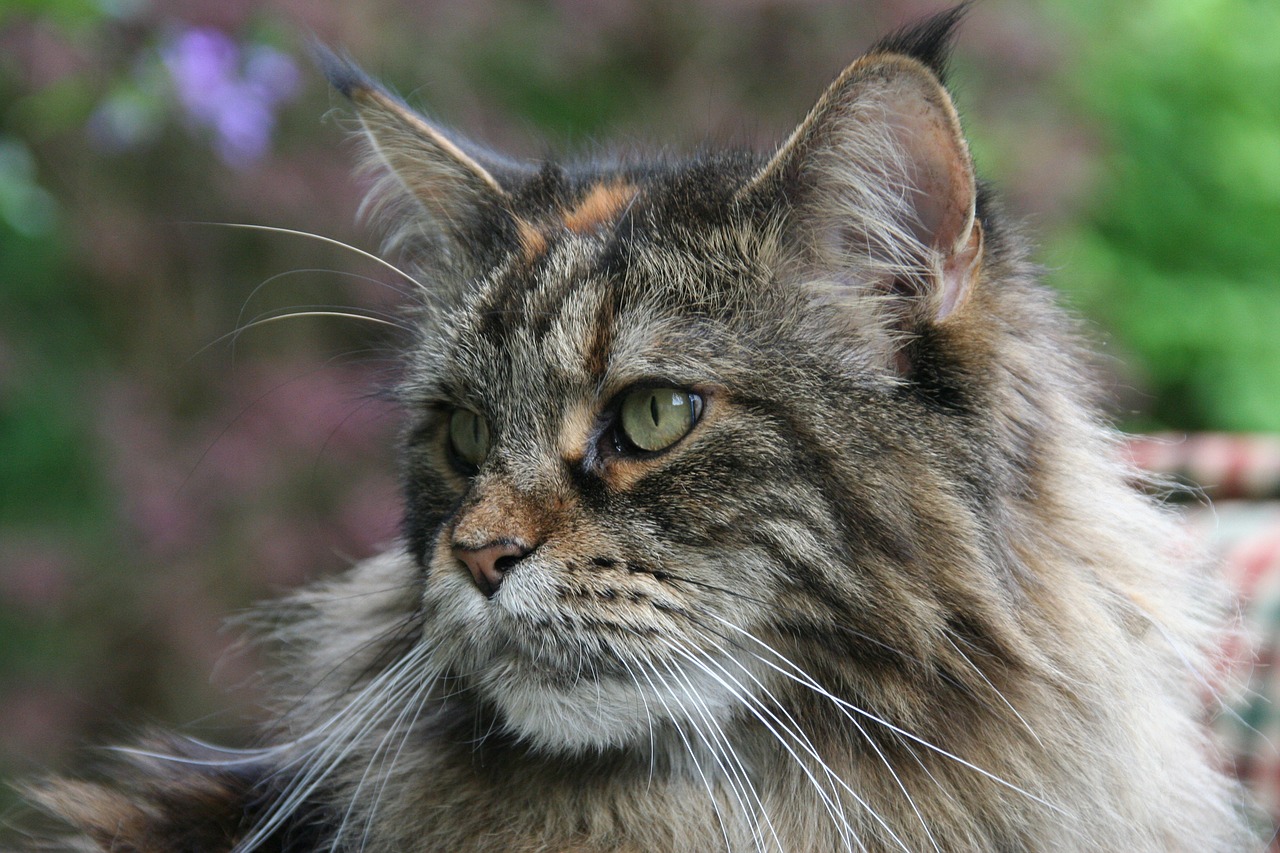 Mejn kun - Maine Coon mačka