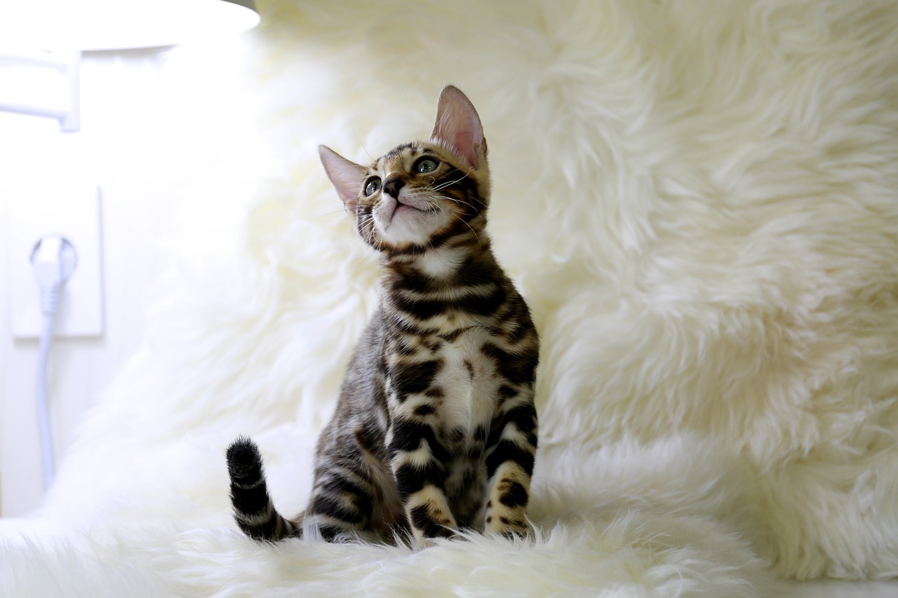 Bengalska mačka - Poreklo, karakteristike, nega i cena