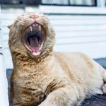 Neprijatan zadah kod mačaka: uzroci, lečenje i prevencija