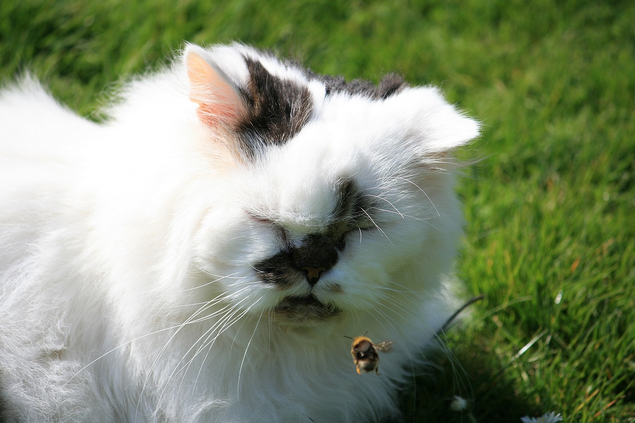 Mačka progutala pčelu