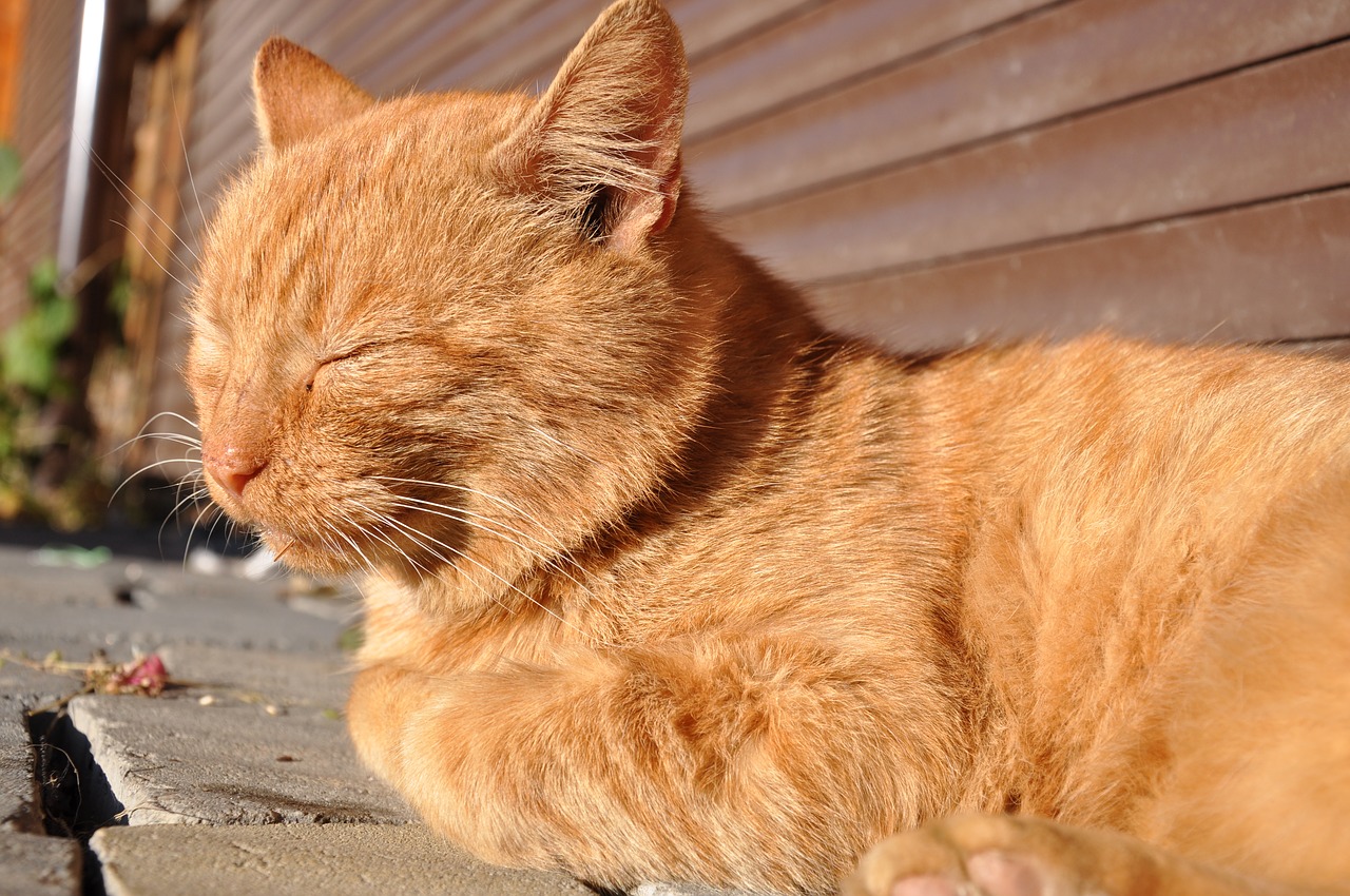 Mačke, letnje temperature i klima uređaji