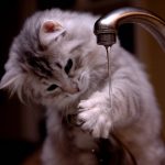 Zašto se mačke plaše vode?