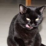 Smeju li odrasle mačke da jedu hranu za mačiće?