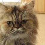 Persijska mačka – Poreklo, karakteristike, nega i cena