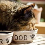 Suva hrana za mačke: Da li su granule zdrave?