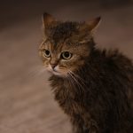 Kako da smanjite preterano linjanje mačke