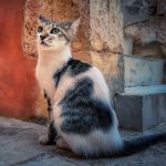 Egejska mačka – Poreklo, karakteristike, nega i cena