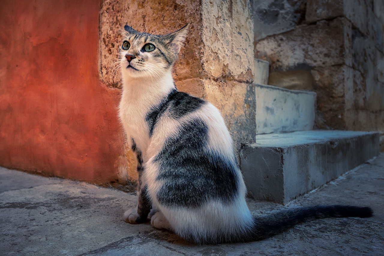Egejska mačka