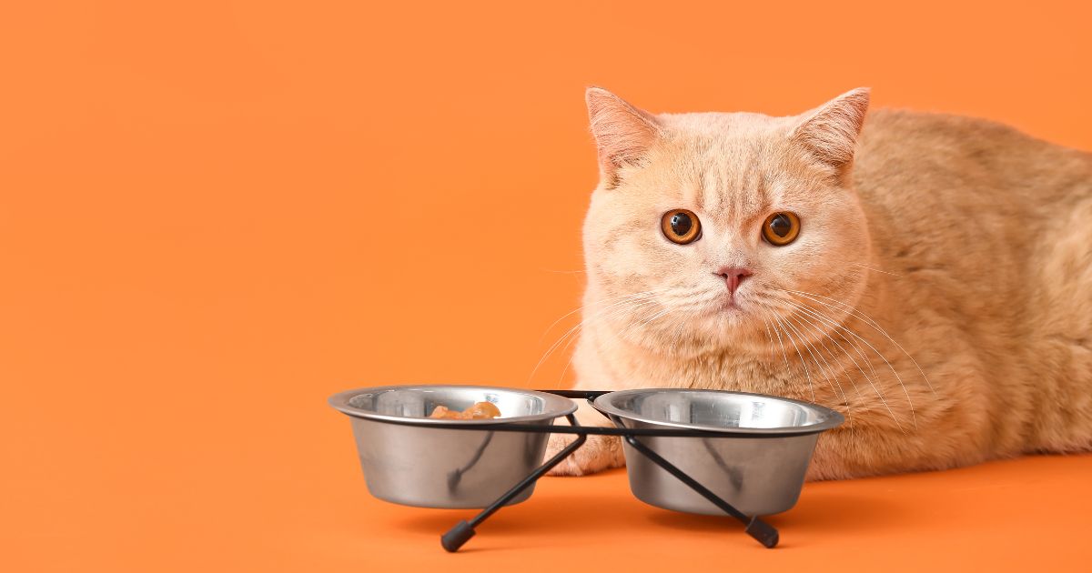 Šta uraditi ako vaša mačka ne želi da jede svoju hranu?