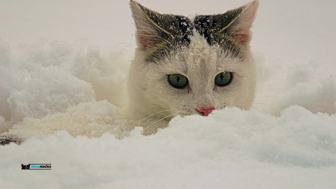 Zimska nega mačke